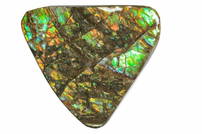 Iridescent Ammolite (Fossil Ammonite Shell) - Alberta #275034